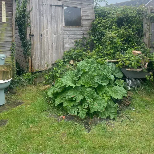 Shed and Garden Clearance, Xxx