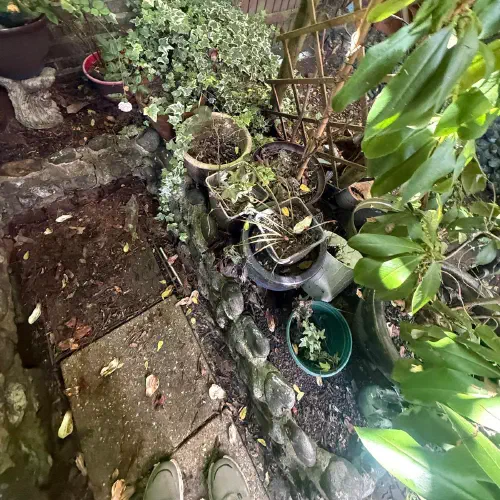 Garden Clearance, Devonshire
